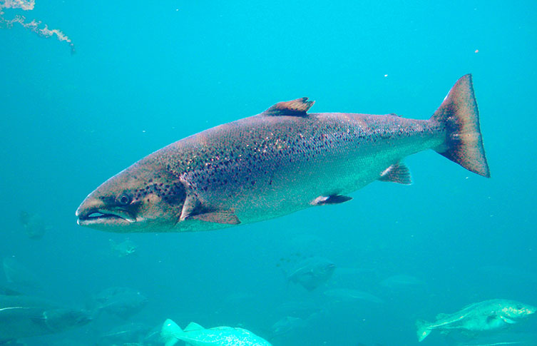 salmon-lice-atlantic-salmon-two-column
