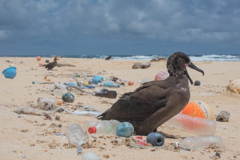 bird-plastic-waste-beach-min