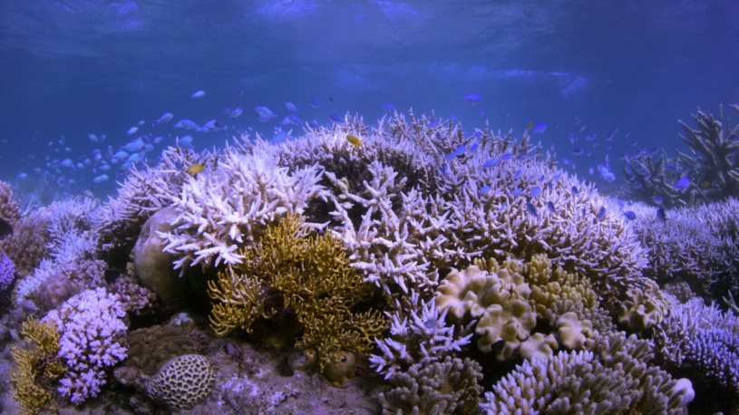 netflix-chasing-coral
