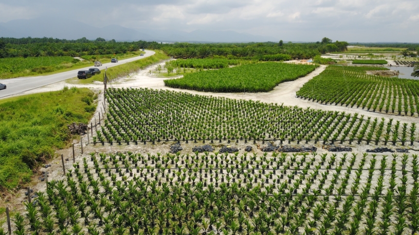 plantaz-palmoveho-oleje