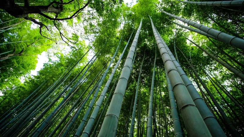 bamboo-unsplash