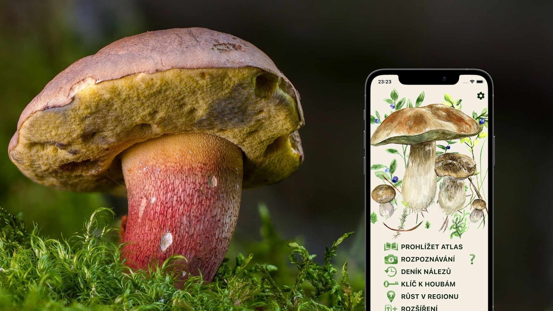 Jak zjistit co je to za houbu?