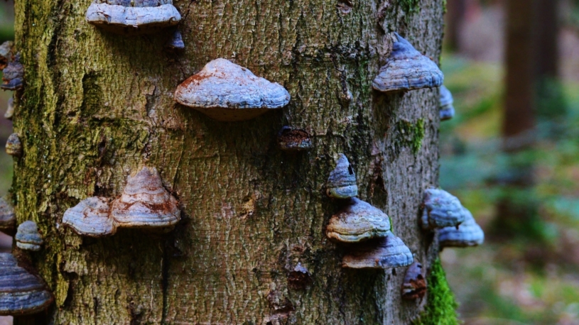 tree-fungus-pixabay