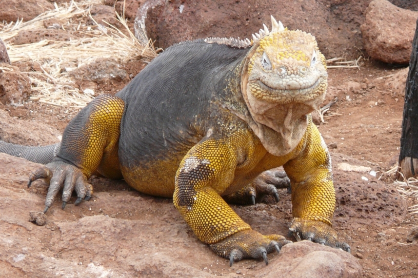 galapagos-land-iguana