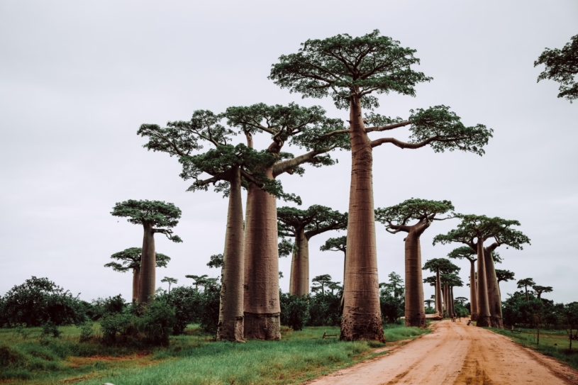 madagascar-trees