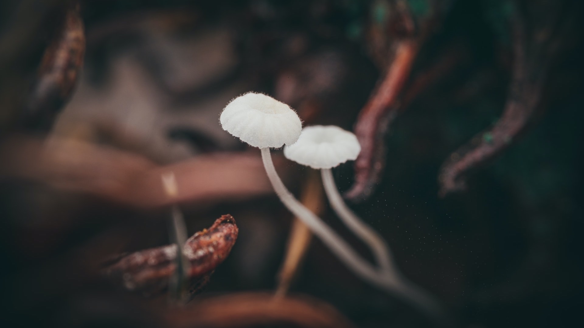 Mushrooms for lunch and for yourself.  The American startup, which wants to replace the skin with mycelium, has made another large investment thumbnail