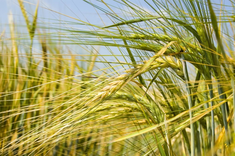 close-up ot wheat