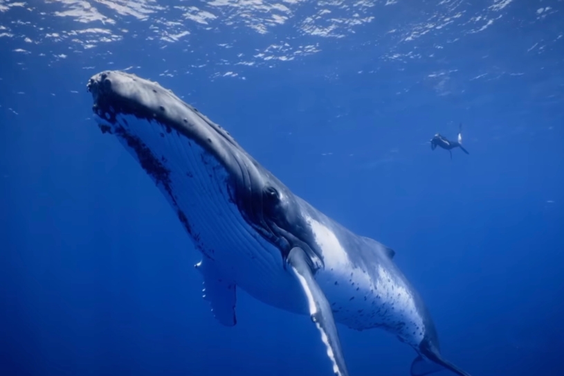 secrets-of-whales