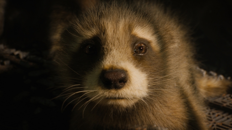 Strážci galaxie, ale také práv zvířat. Režisér filmu James Gunn dostal ocenění od organizace PETA