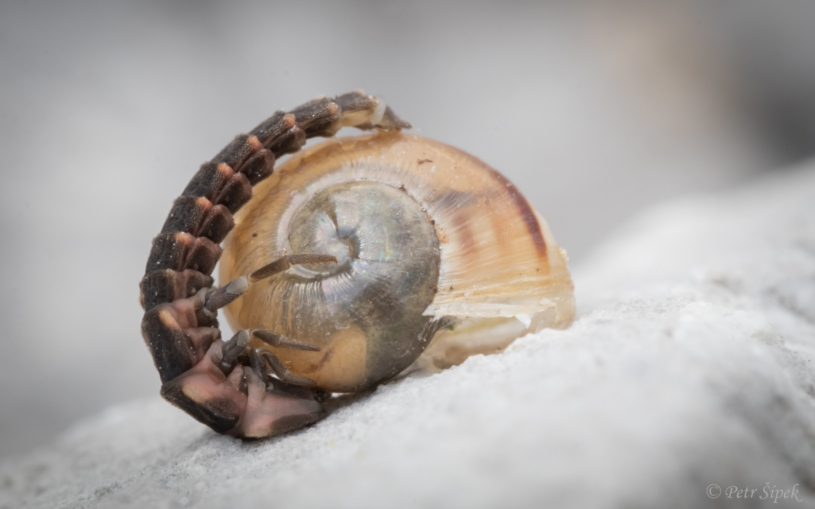 Petr Šípek, šnečí rodeo