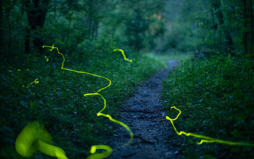 Radim Schreiber světlušky