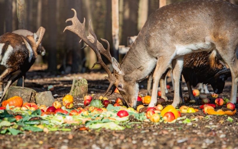 Jen pět jablek z tisíce se vyhodí. Kaufland díky datům neplýtvá, přebytky míří do potravinových bank či zoo
