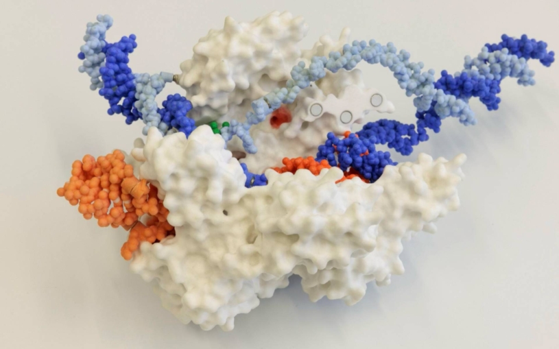 cas9