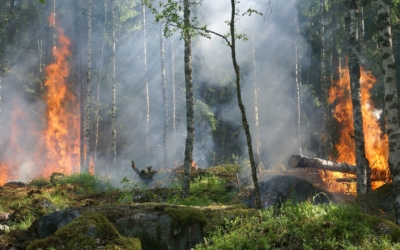forest-fire