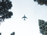 airplane-trees