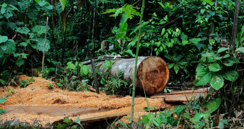 Kácení v tropických pralesech