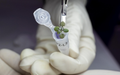 Lunar Plants Research Documentation, Tuesday May 18th, 2021.