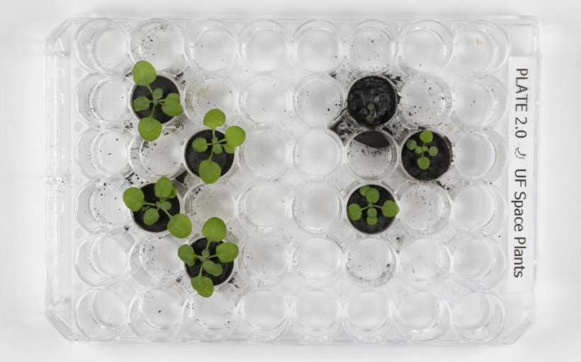 Lunar Plants Research Documentation, Friday May 14th, 2021.