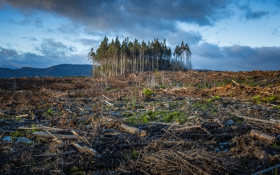 climate-change-forest-2