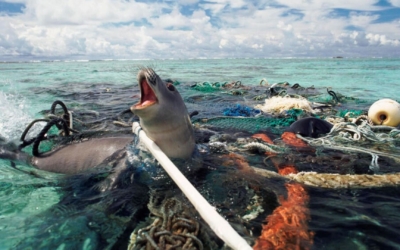 ghostnets1920