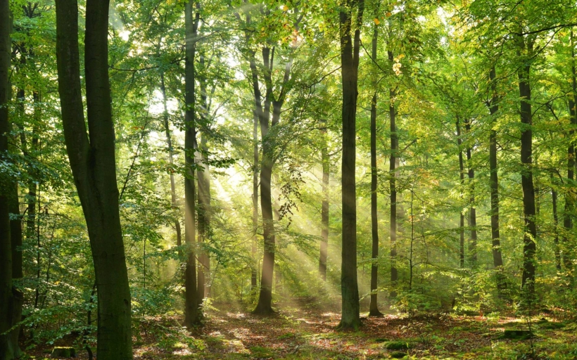 Plocha lesů rok od roku stoupá