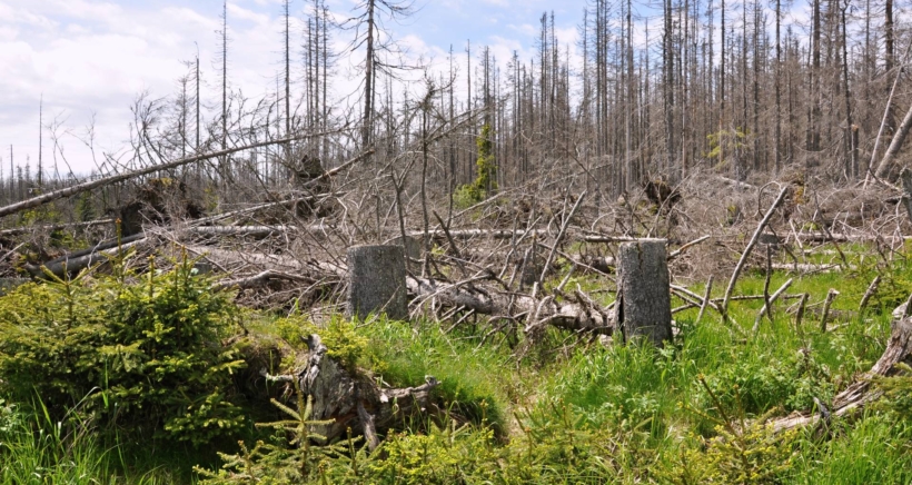 Kůrovec ničí české lesy už od roku 2015