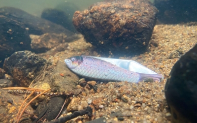 salmia