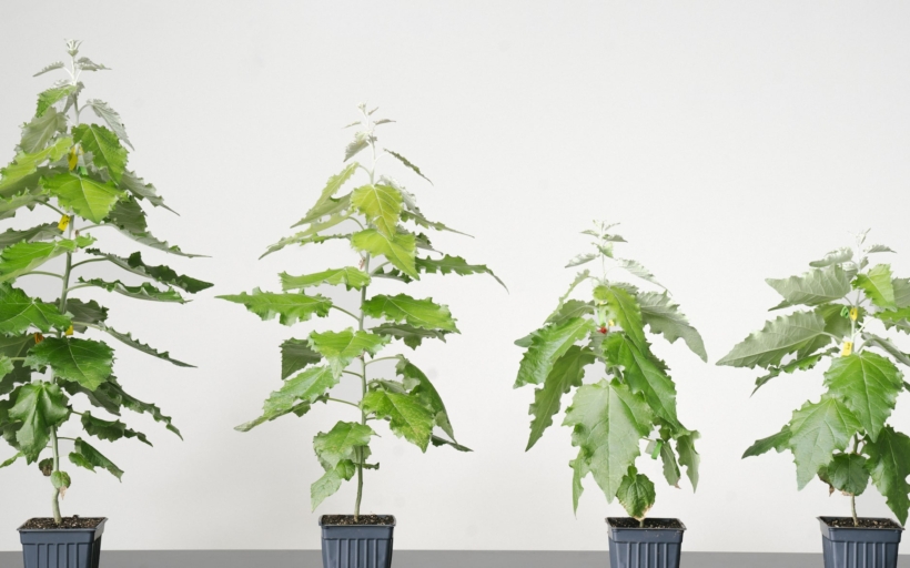 photosynthesis-enhanced-poplar-comparison-vs-controls-4-min