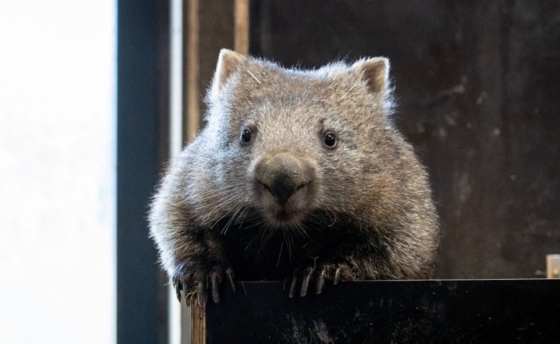 wombat-winkleigh