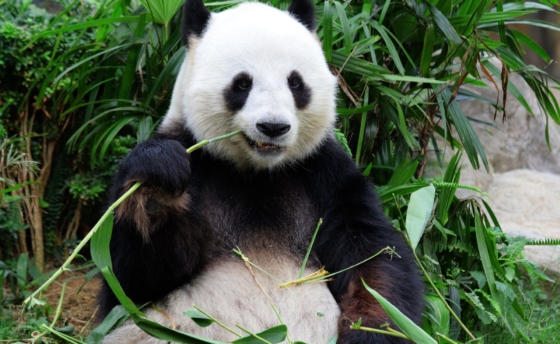 panda-velka