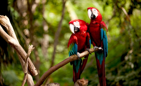 amazonie-papousci