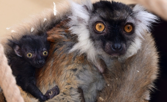 lemur-zoo-olomouc