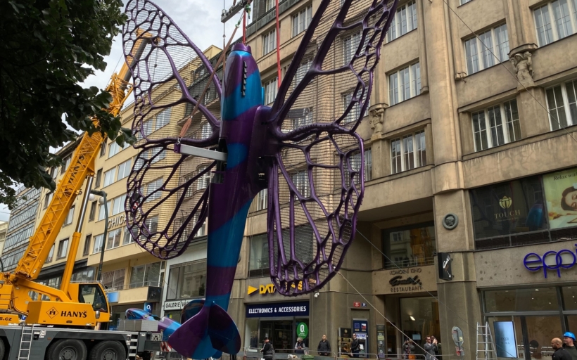 motyl