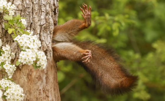 01-overall-winner-and-mammal-award-winner_milko-marchetti_stuck-squirrel