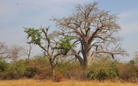 antilopa-derbyho-7