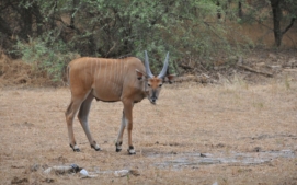 antilopa-derbyho-2