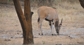 antilopa-derbyho-1