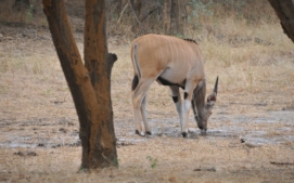 antilopa-derbyho-1