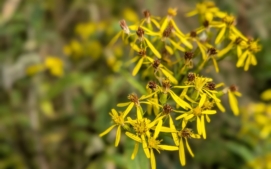 pixel-10-pro-orlicke-hory-4