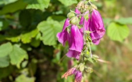 pixel-10-pro-orlicke-hory-5