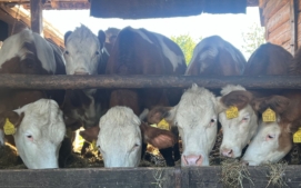 gurmet-jizni-morava-6