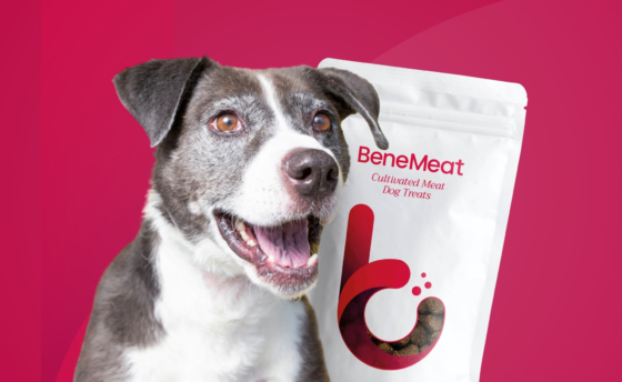 bene-meat-technologies-mvp