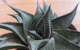 google-pixel-10a-kaktus-zoom