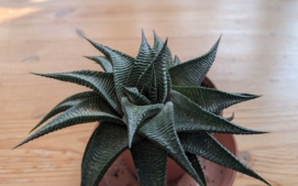 google-pixel-10a-kaktus