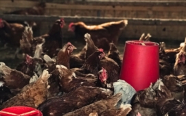 slepici-farma-modrany-1