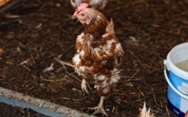 slepici-farma-modrany-3