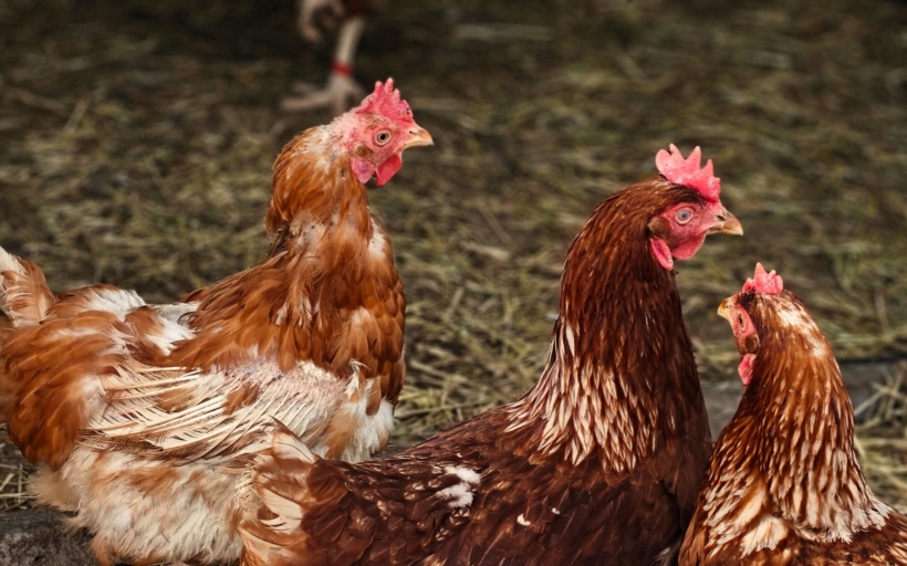 slepici-farma-modrany-4