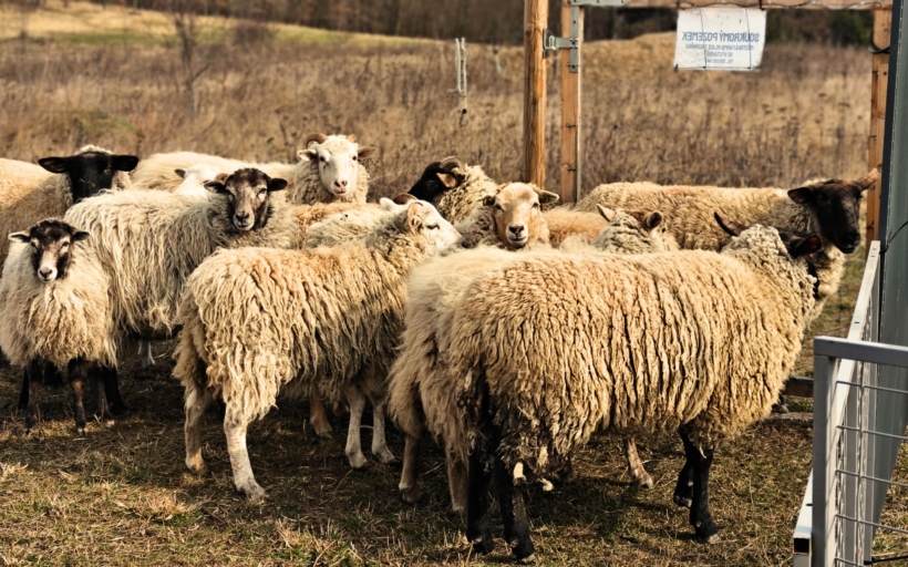 slepici-farma-modrany-10