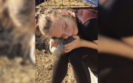 slepici-farma-modrany-6