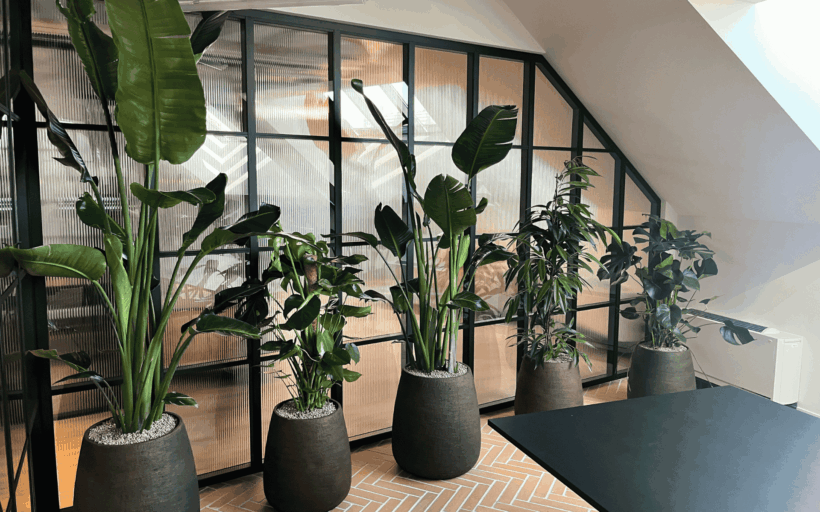 dej-mi-pokojovku_mews